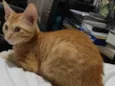 Legolas