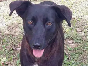 Cachorro raça srd idade 2 anos nome JOJO