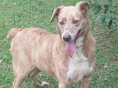 Cachorro raça SRD-ViraLata idade 2 anos nome Liz