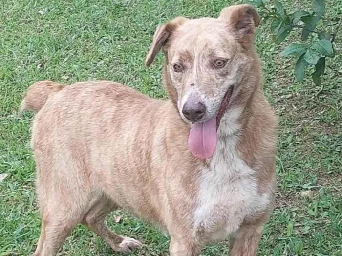 Cachorro ra a SRD-ViraLata idade 2 anos nome Liz