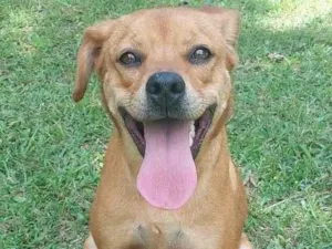 Cachorro raça SRD-ViraLata idade 1 ano nome Catarina 