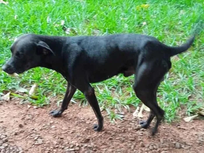 Cachorro ra a Pit-Bull com Labrador idade 2 anos nome Negão