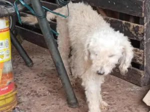 Cachorro raça Poddle com vira lata idade 4 anos nome Dolly