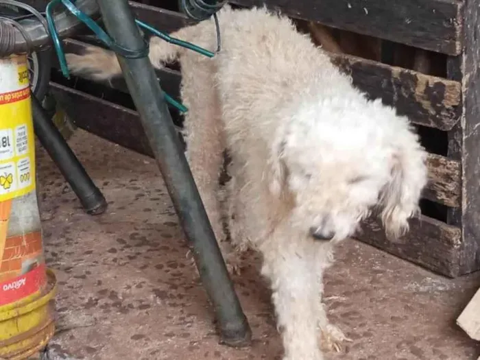 Cachorro ra a Poddle com vira lata idade 4 anos nome Dolly