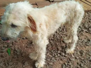 Cachorro raça Poddle vira lata idade 2 anos nome Emma