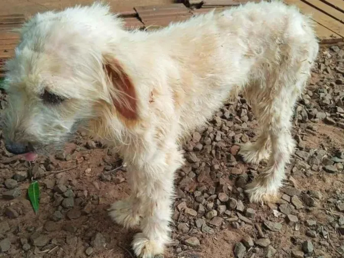 Cachorro ra a Poddle vira lata idade 2 anos nome Emma