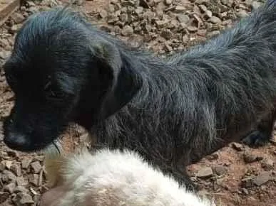 Cachorro ra a SRD-ViraLata idade 2 anos nome Úrsula 