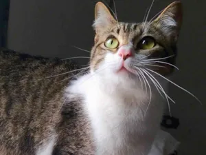 Gato raça SRD-ViraLata idade 7 a 11 meses nome Orion