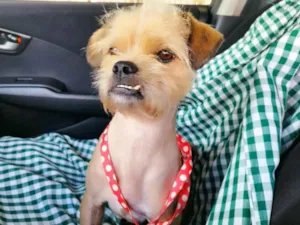 Cachorro raça Lhasa Apso mistura  idade 7 a 11 meses nome BUCK 