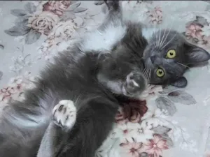 Gato raça SRD idade 7 a 11 meses nome POLLY