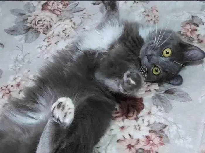 Gato raça SRD idade 7 a 11 meses nome POLLY