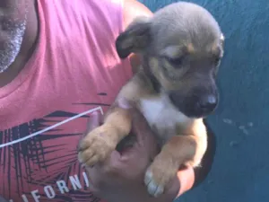 Cachorro raça Srd idade 2 a 6 meses nome Não possui nome