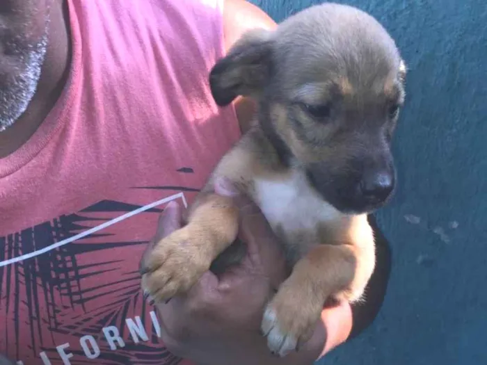 Cachorro ra a Srd idade 2 a 6 meses nome Não possui nome