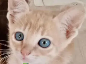 Gato raça Mestica  idade 2 a 6 meses nome Nino 