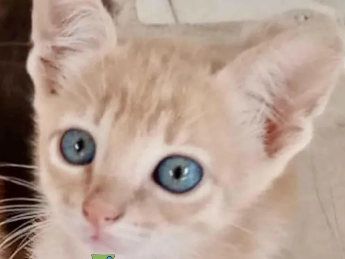 Gato ra a Mestica  idade 2 a 6 meses nome Nino 
