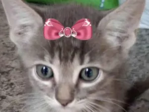 Gato raça Mestica  idade 2 a 6 meses nome Bia 