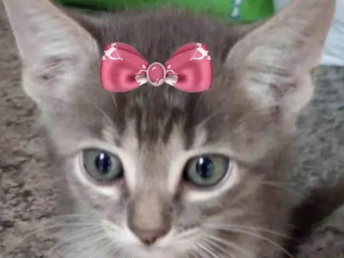 Gato ra a Mestica  idade 2 a 6 meses nome Bia 