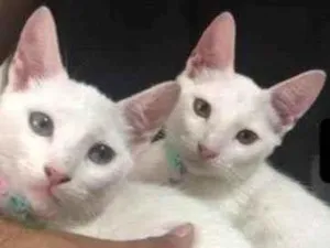 Gato raça Gatos Brancos idade 7 a 11 meses nome Chamo eles de lui e linda