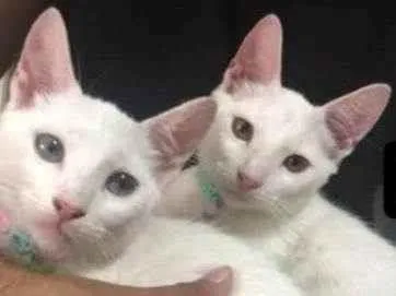 Gato ra a Gatos Brancos idade 7 a 11 meses nome Chamo eles de lui e linda