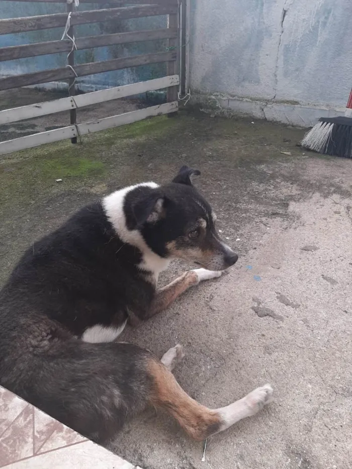 Cachorro ra a SRD-ViraLata idade 6 ou mais anos nome Bonby