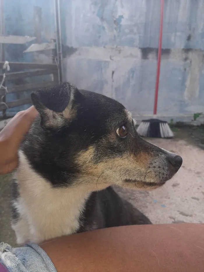 Cachorro ra a SRD-ViraLata idade 6 ou mais anos nome Bonby