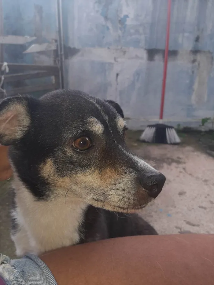 Cachorro ra a SRD-ViraLata idade 6 ou mais anos nome Bonby