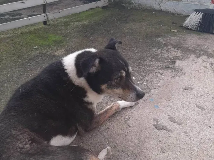 Cachorro ra a SRD-ViraLata idade 6 ou mais anos nome Bonby