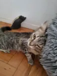 Lua