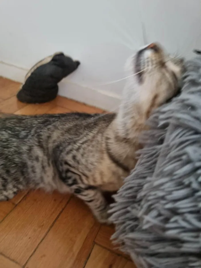 Gato ra a SRD-ViraLata idade 1 ano nome Lua