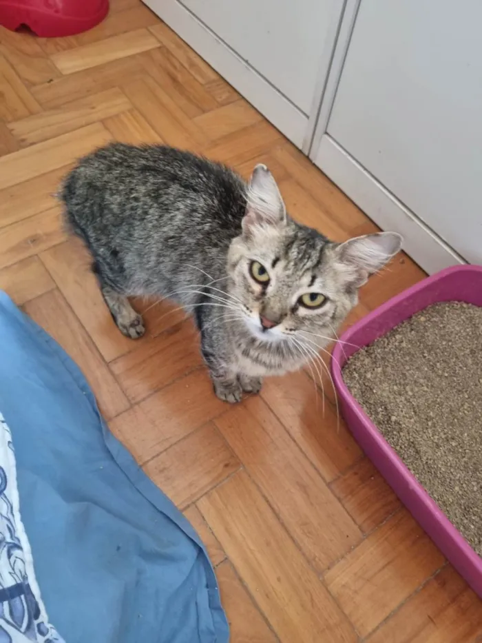 Gato ra a SRD-ViraLata idade 1 ano nome Lua