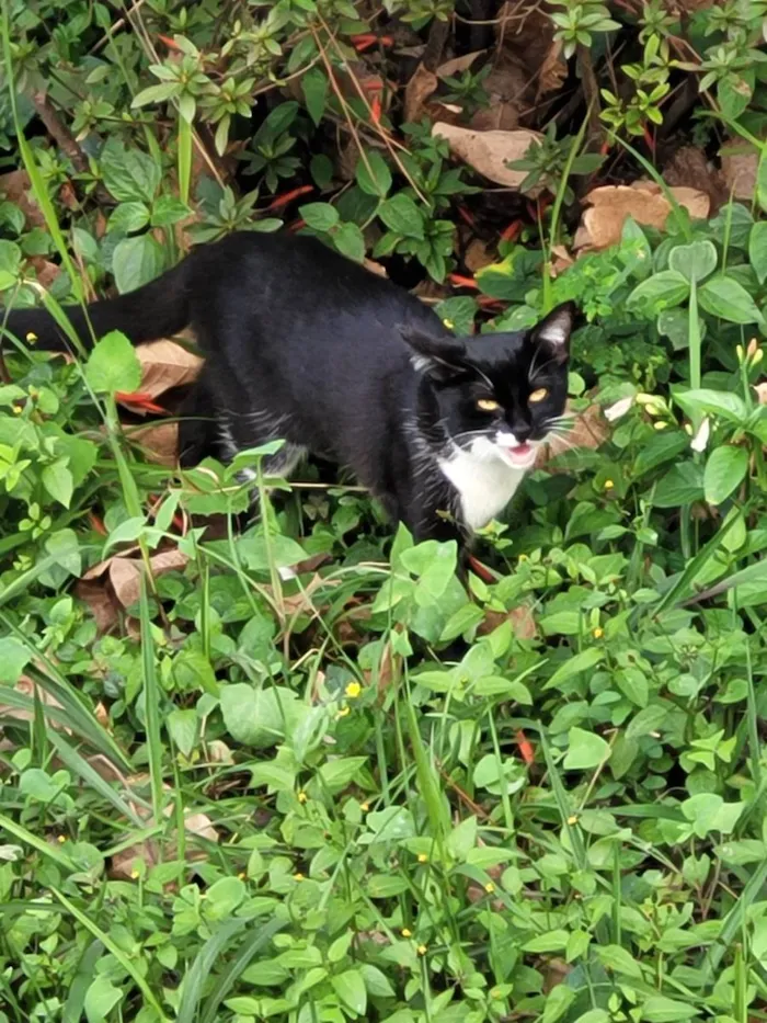 Gato ra a SRD-ViraLata idade 2 anos nome Kiya