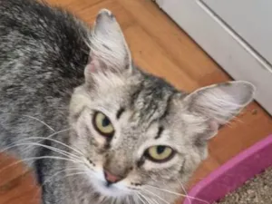 Gato raça SRD-ViraLata idade 1 ano nome Lua