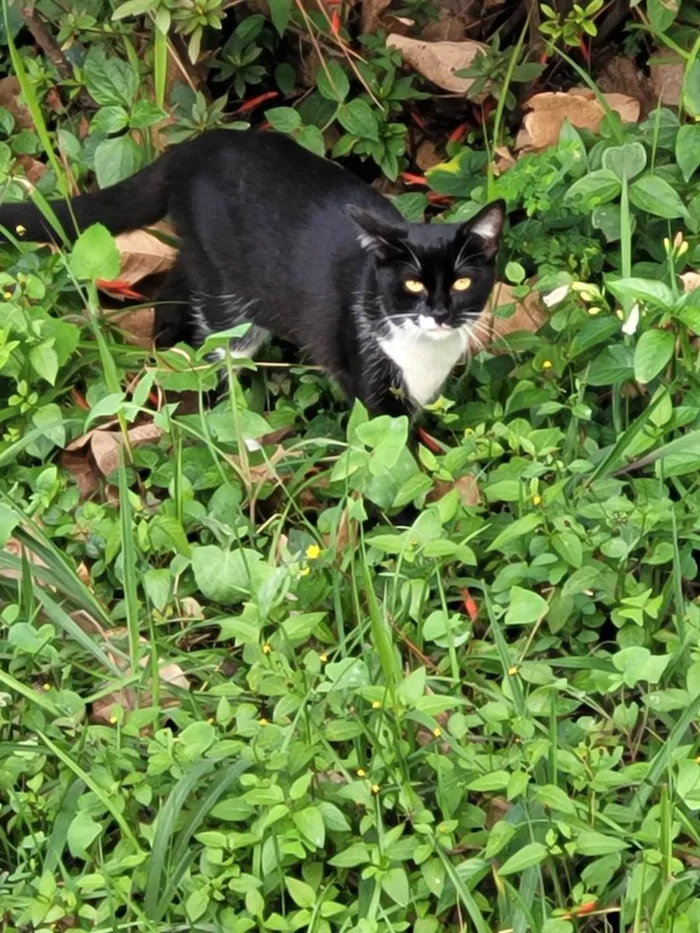 Gato ra a SRD-ViraLata idade 2 anos nome Kiya