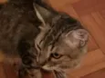 Lua