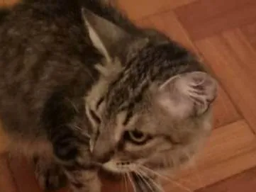Gato ra a SRD-ViraLata idade 1 ano nome Lua