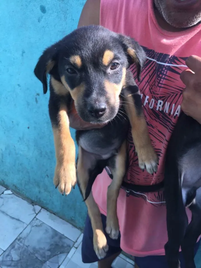 Cachorro ra a SRD idade 2 a 6 meses nome Não possui nomes
