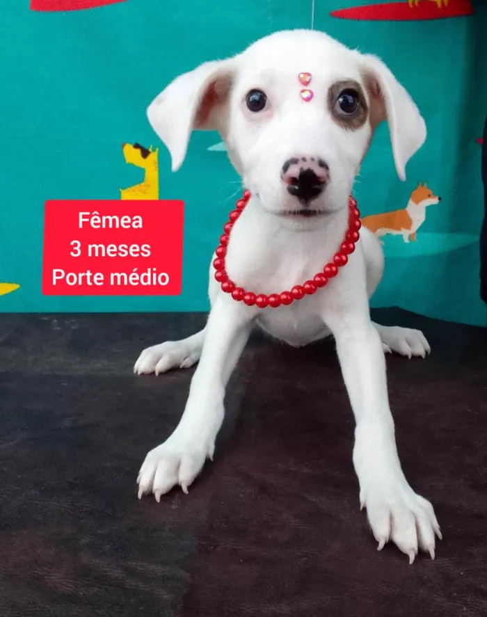 Cachorro raça SRD-ViraLata idade 2 a 6 meses nome Lari