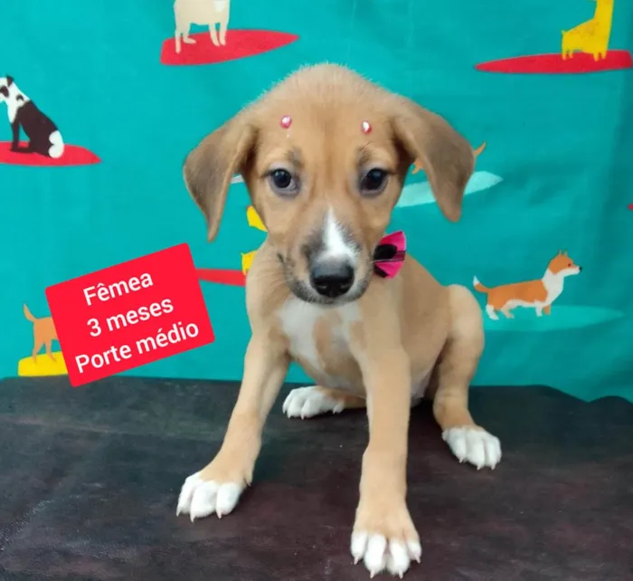 Cachorro raça SRD-ViraLata idade 2 a 6 meses nome Milla