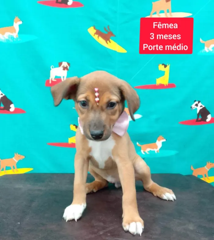 Cachorro raça SRD-ViraLata idade 2 a 6 meses nome Dudinha