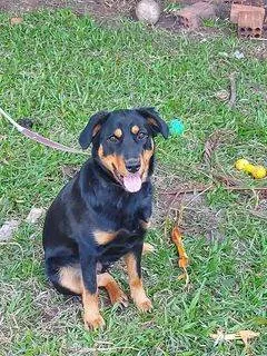 Cachorro ra a SRD-ViraLata idade 1 ano nome Lua