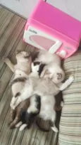 Lua e filhotes