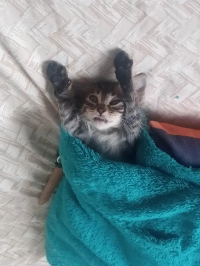 Gato ra a  idade Abaixo de 2 meses nome Tigrinho 