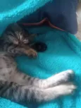 Tigrinho 