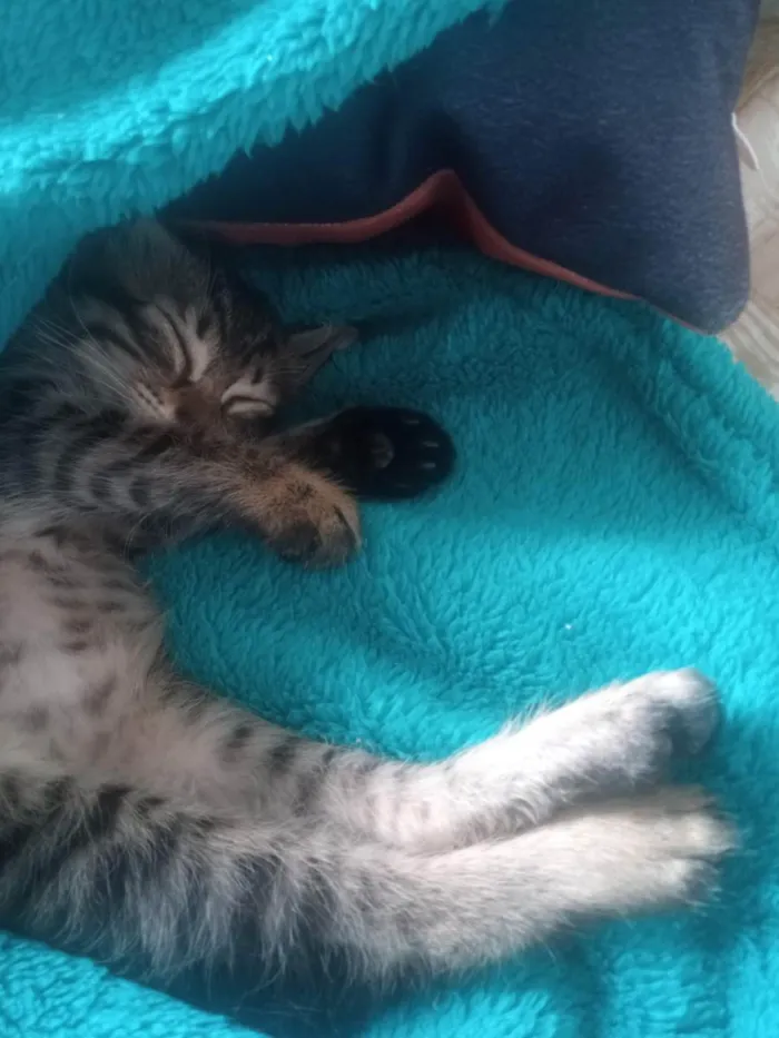 Gato ra a  idade Abaixo de 2 meses nome Tigrinho 