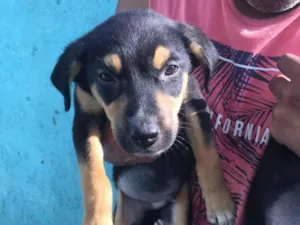 Cachorro raça SRD idade 2 a 6 meses nome Não possui nomes