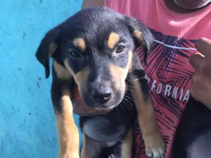Cachorro ra a SRD idade 2 a 6 meses nome Não possui nomes