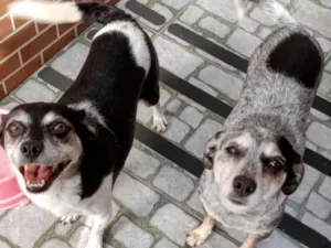Cachorro raça SRD-ViraLata idade 6 ou mais anos nome Mãezinha e Pequena 