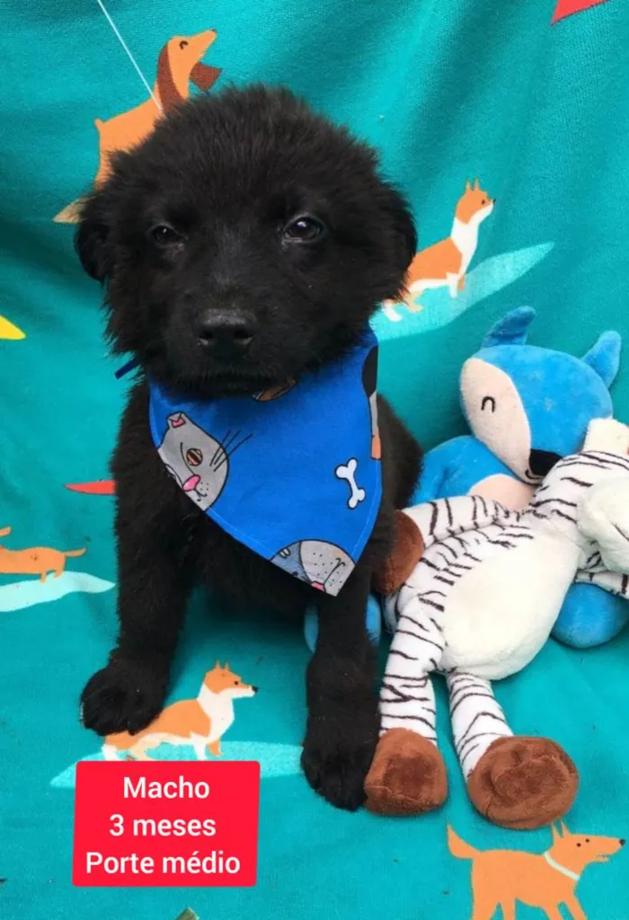 Cachorro raça SRD-ViraLata idade 2 a 6 meses nome Dilan 