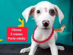 Cachorro raça SRD-ViraLata idade 2 a 6 meses nome Lari