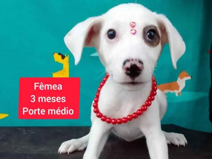 Cachorro raça SRD-ViraLata idade 2 a 6 meses nome Lari